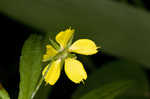 Lanceleaf loosestrife